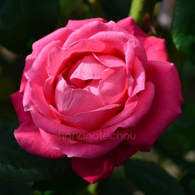 バラ アンドレ ペルネ|花の手帖の薔薇図鑑