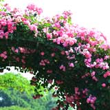 バラ アンジェラ｜花の手帖の薔薇図鑑