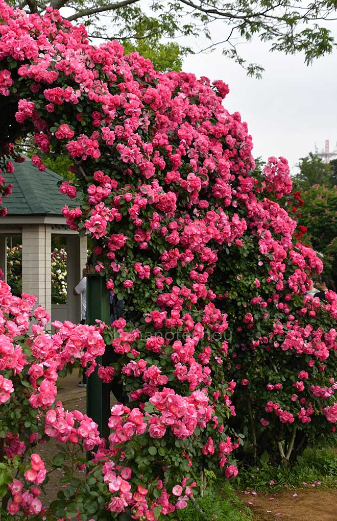 バラ アンジェラ｜花の手帖の薔薇図鑑