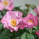 バラ エンジェル ダーリン|花の手帖の薔薇図鑑