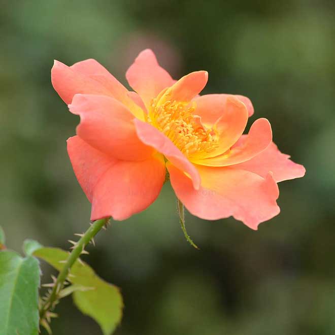 バラ アンジェラペルネ｜花の手帖の薔薇図鑑