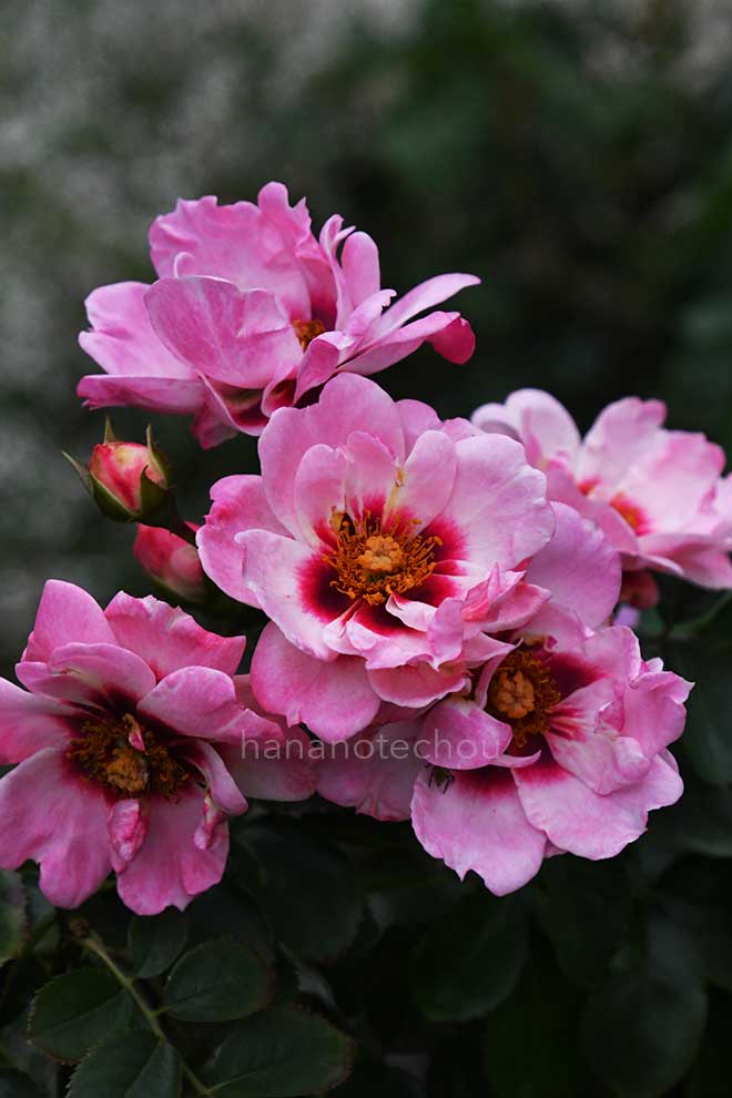 バラ エンジェル アイズ|花の手帖の薔薇図鑑