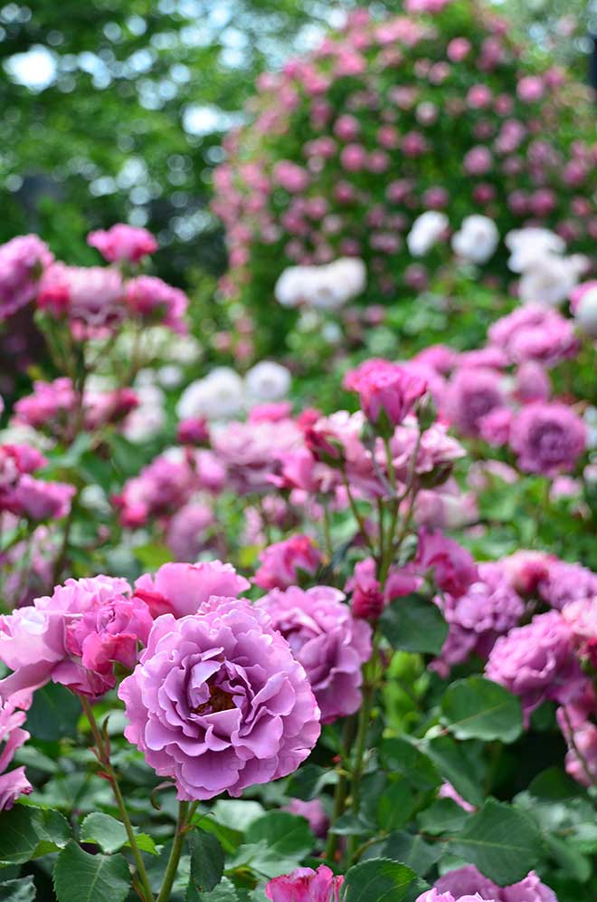 バラ エンジェル フェイス|花の手帖の薔薇図鑑