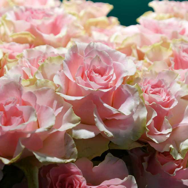 バラ エンジェルキス+|花の手帖の薔薇図鑑