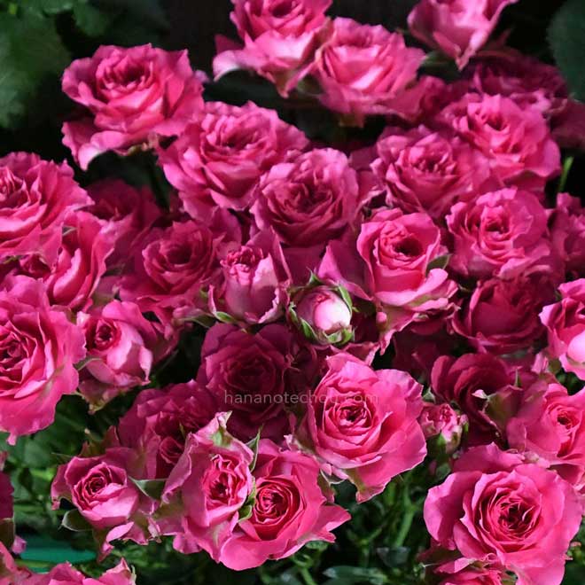 バラ エンジェルローラ|花の手帖の薔薇図鑑