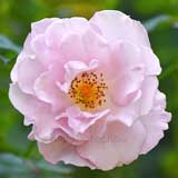 バラ エンジェル スマイル|花の手帖の薔薇図鑑