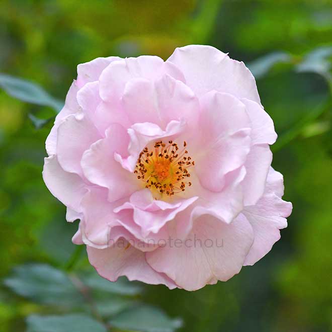 バラ エンジェル スマイル|花の手帖の薔薇図鑑