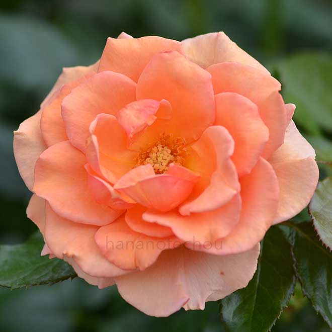 バラ 杏奈｜花の手帖の薔薇図鑑