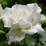 バラ アンナプルナ｜花の手帖の薔薇図鑑