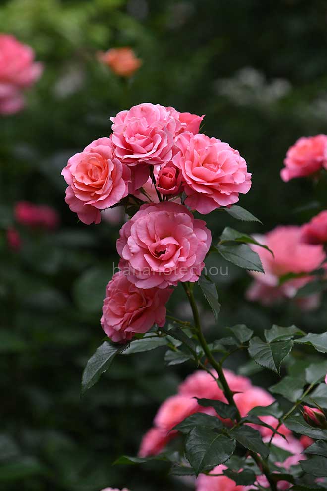 バラ アンヌ ビルンハク｜花の手帖の薔薇図鑑