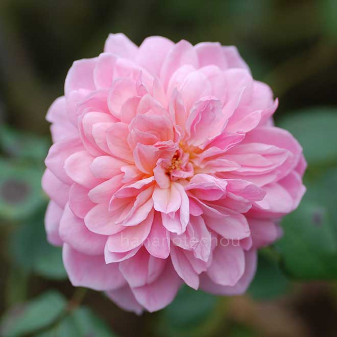 バラ アンヌ ボレイン|花の手帖の薔薇図鑑