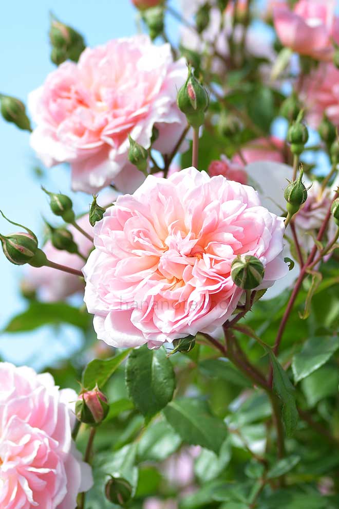 バラ アンヌ ボレイン|花の手帖の薔薇図鑑