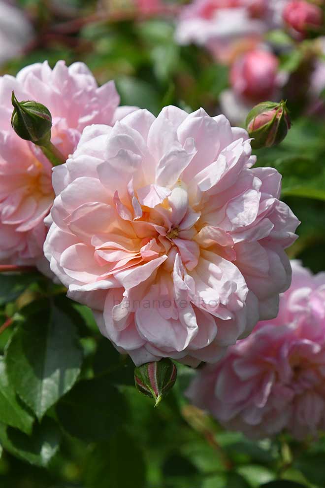 バラ アンヌ ボレイン|花の手帖の薔薇図鑑