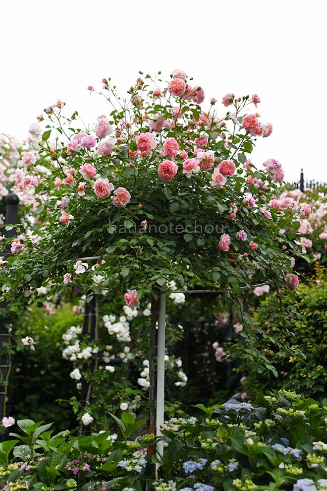 バラ アンヌ ボレイン|花の手帖の薔薇図鑑