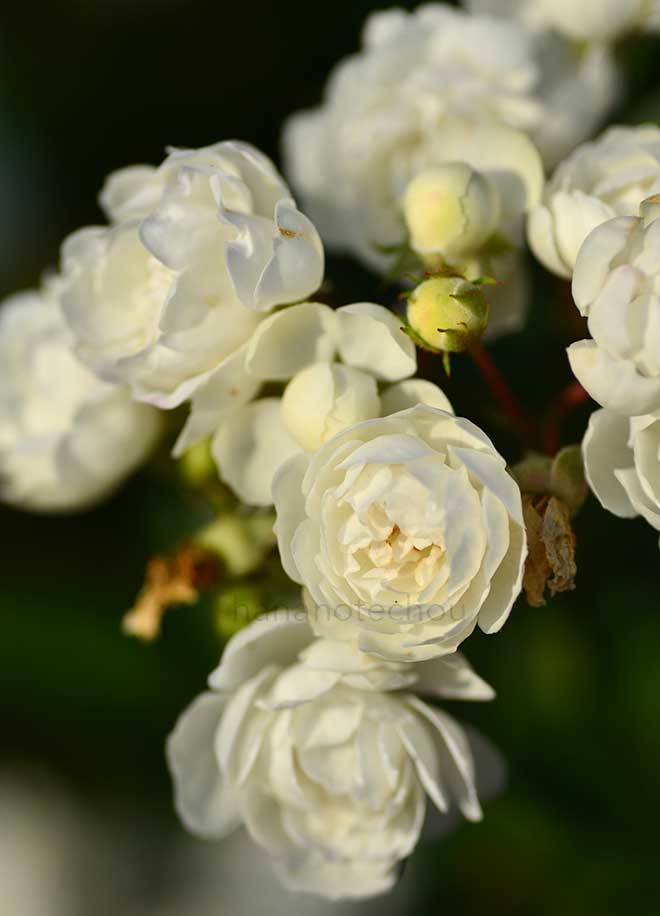 バラ アンヌ マリー ドゥ モントラベル｜花の手帖の薔薇図鑑