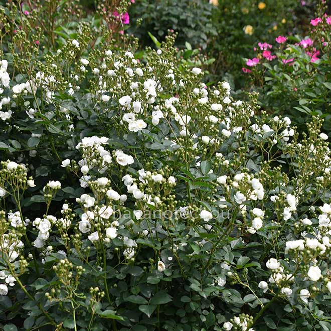 バラ アンヌ マリー ドゥ モントラベル｜花の手帖の薔薇図鑑