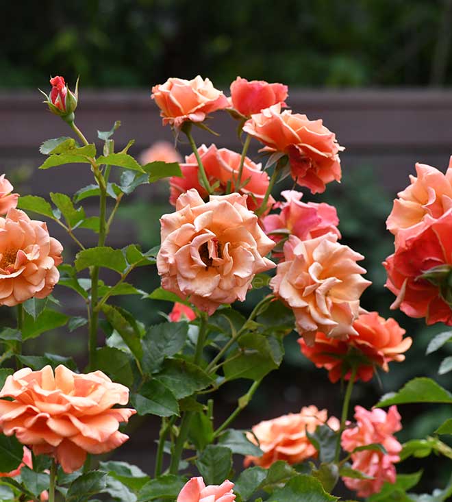 バラ アン ヘンダーソン｜花の手帖の薔薇図鑑