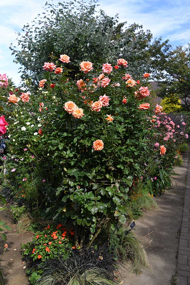 バラ アン ヘンダーソン｜花の手帖の薔薇図鑑
