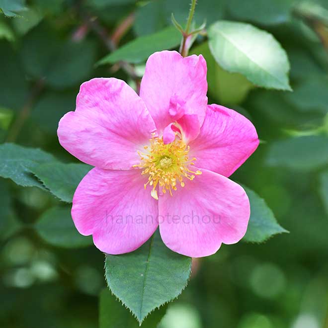 バラ アン|花の手帖の薔薇図鑑