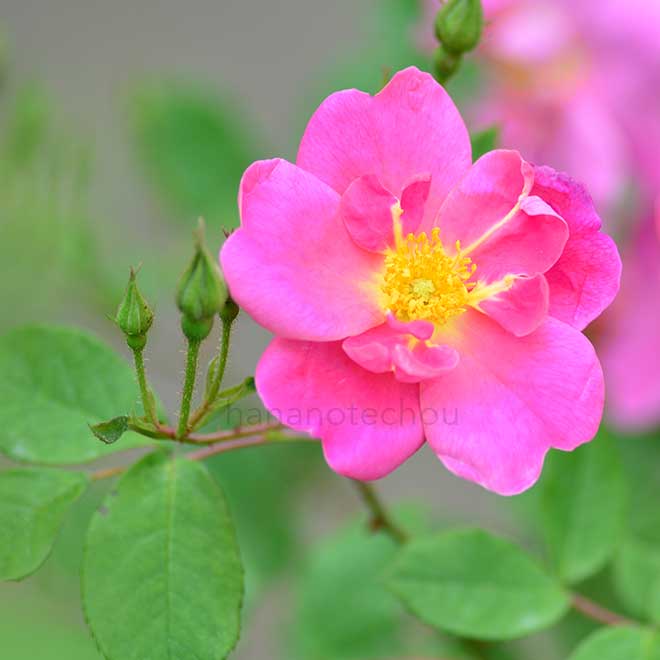 バラ アン|花の手帖の薔薇図鑑