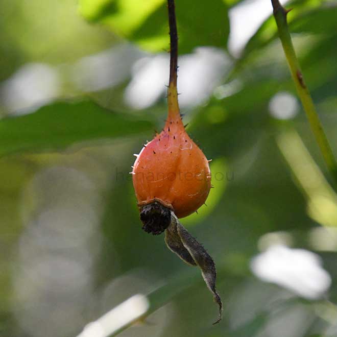 バラ アン|花の手帖の薔薇図鑑