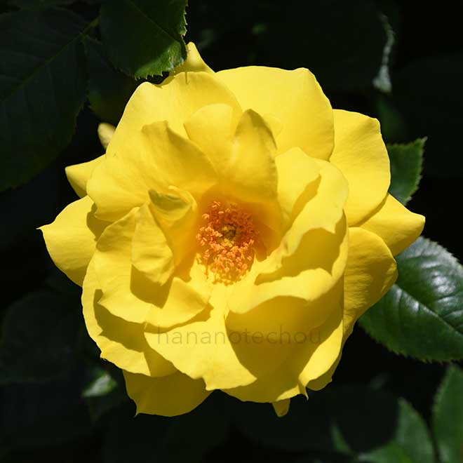 バラ アンソニー メイアン｜花の手帖の薔薇図鑑