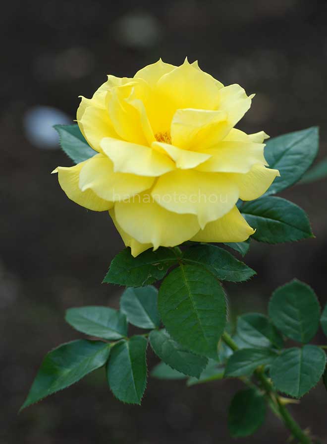 バラ アンソニー メイアン｜花の手帖の薔薇図鑑