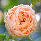 バラ |花の手帖の薔薇図鑑