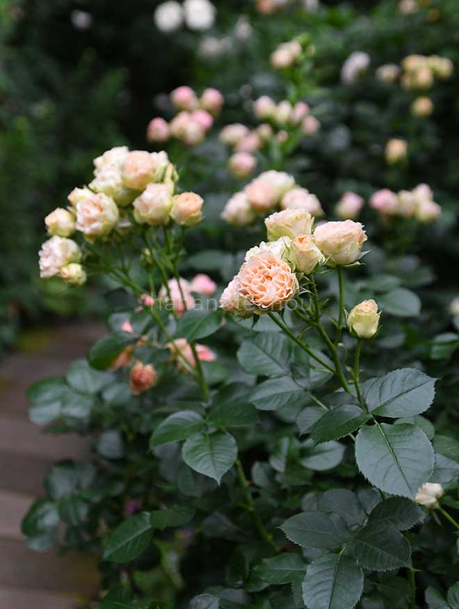 バラ アンティーク レース｜花の手帖の薔薇図鑑