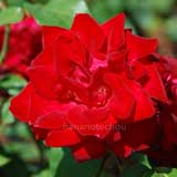 バラ アントニア リッジ|花の手帖の薔薇図鑑