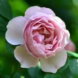 バラ アントニオガウディ|花の手帖の薔薇図鑑