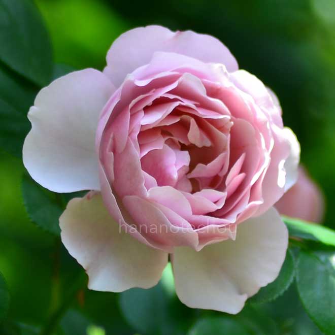 バラ アントニオ ガウディ｜花の手帖の薔薇図鑑