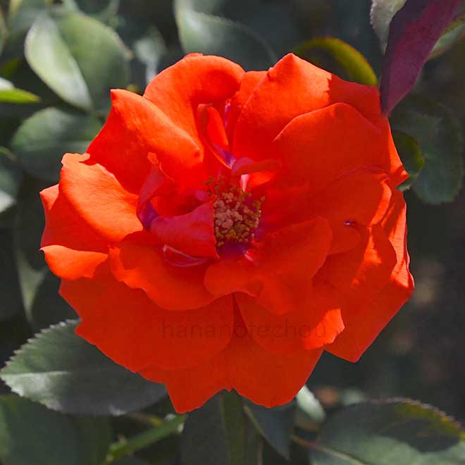 バラ アナシュカ|花の手帖の薔薇図鑑