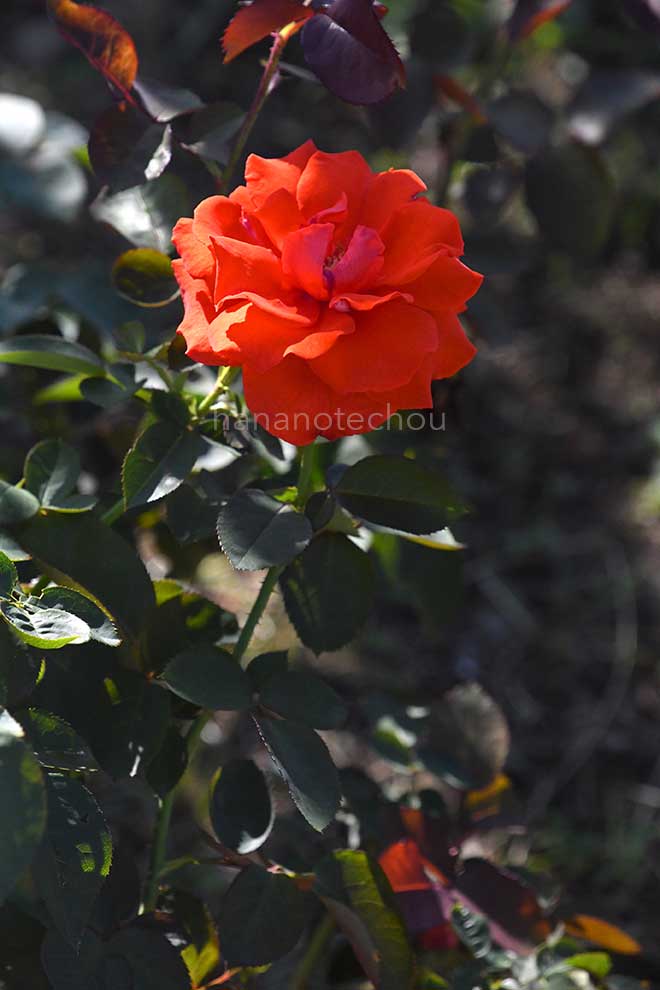 バラ アナシュカ|花の手帖の薔薇図鑑