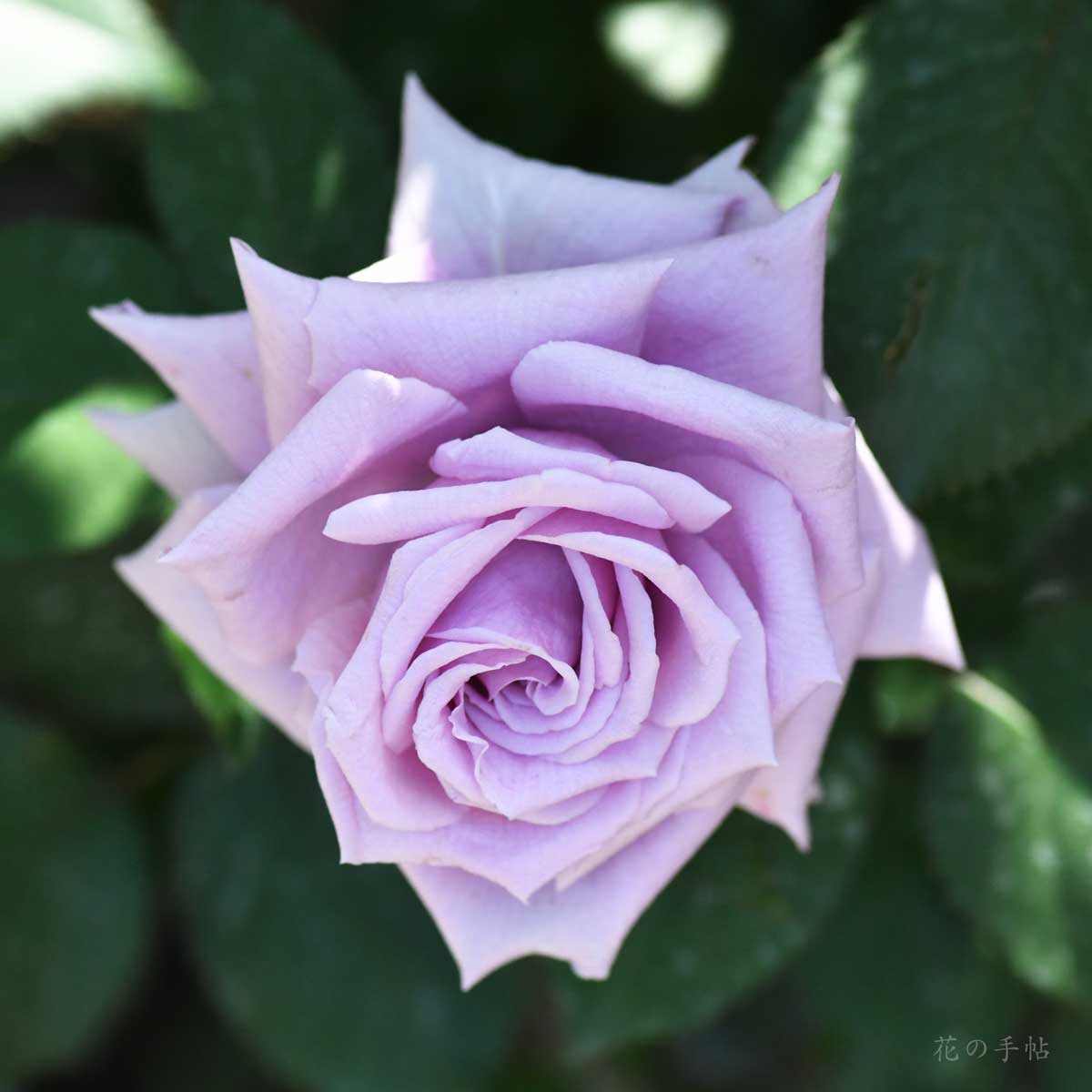 バラ あおによし｜花の手帖の薔薇図鑑