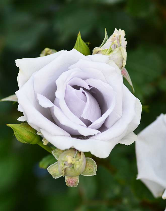 バラ |花の手帖の薔薇図鑑