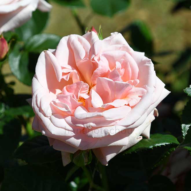 バラ アフロディーテ
|花の手帖の薔薇図鑑