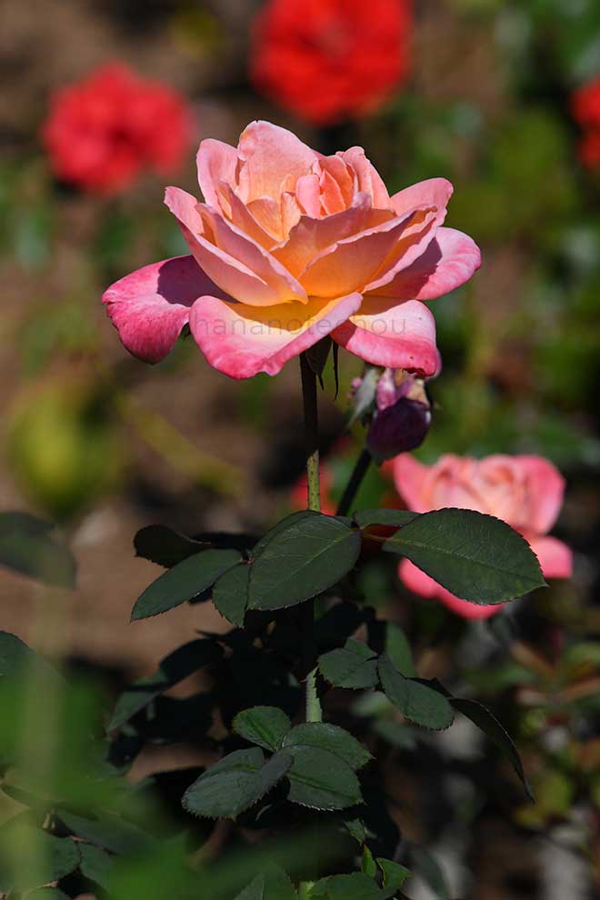 バラ アポジェー|花の手帖の薔薇図鑑