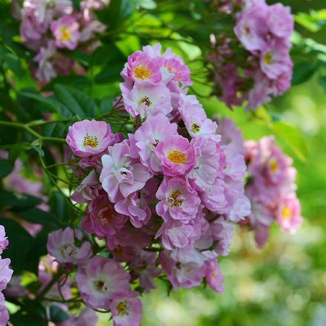 バラ アップル ブロッサム｜花の手帖の薔薇図鑑