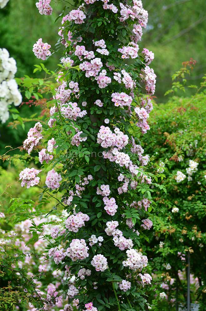 バラ アップル ブロッサム｜花の手帖の薔薇図鑑