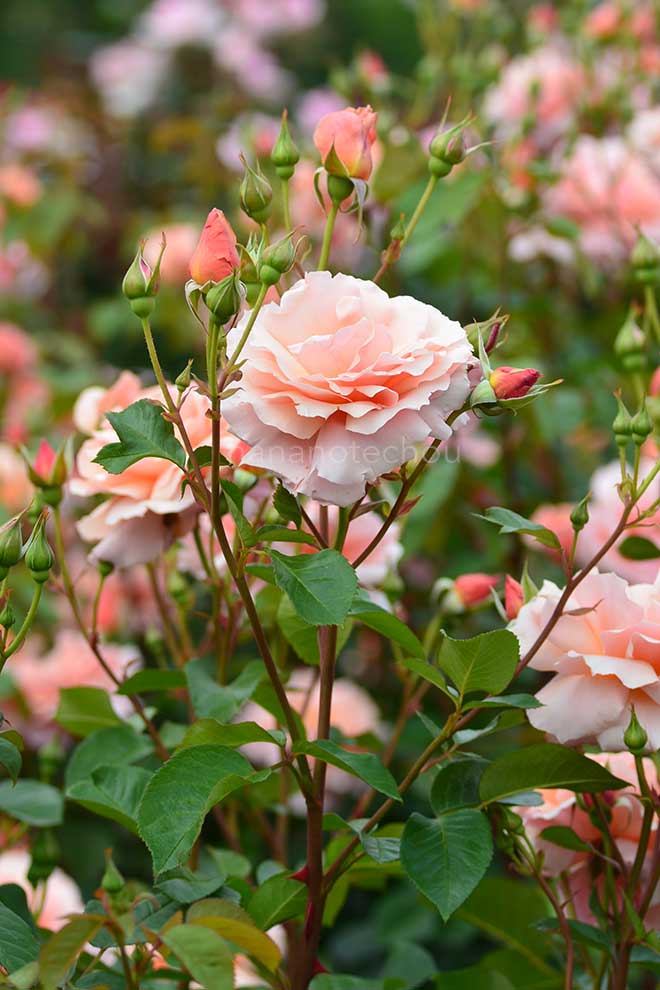バラ アプリコットキャンディ｜花の手帖の薔薇図鑑