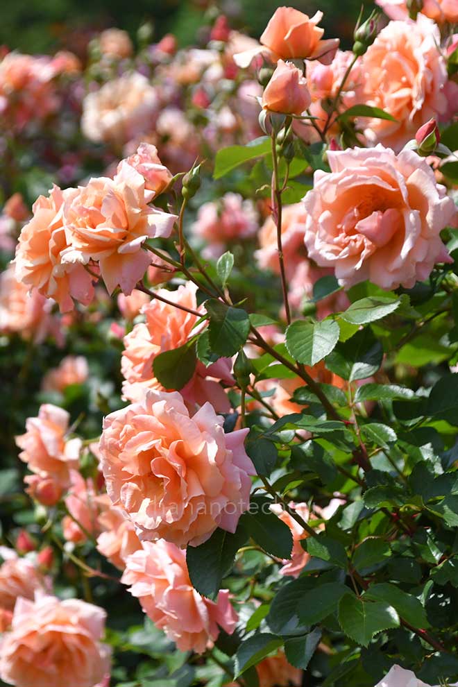 バラ アプリコットキャンディ｜花の手帖の薔薇図鑑