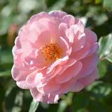 バラ ｜花の手帖の薔薇図鑑