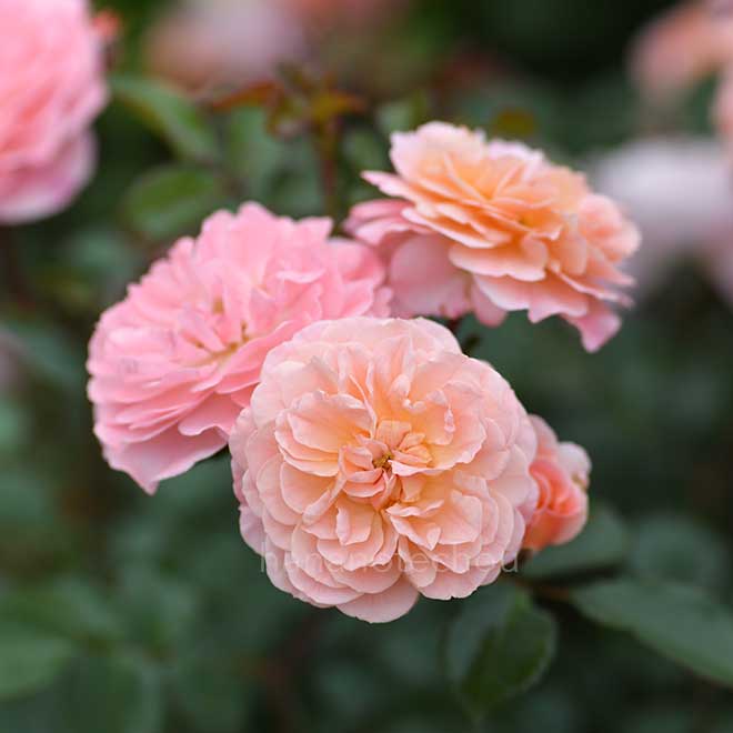 バラ アプリコット ドリフト|花の手帖の薔薇図鑑