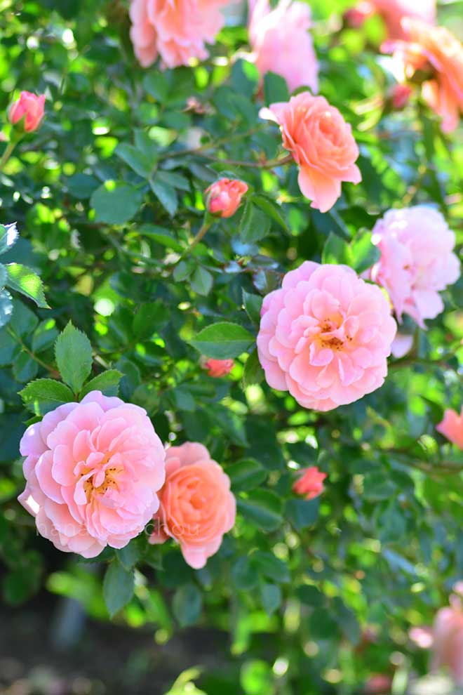 バラ アプリコット ドリフト|花の手帖の薔薇図鑑