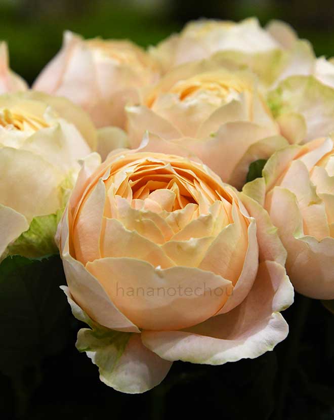 バラ アプリコット ファンデーション｜花の手帖の薔薇図鑑