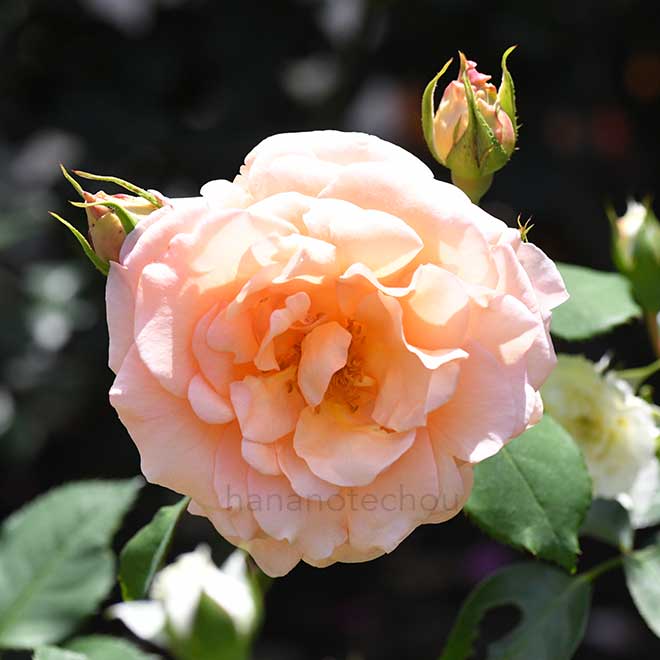 バラ アプリコット ネクター|花の手帖の薔薇図鑑