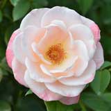 バラ エイプリルインパリ｜花の手帖の薔薇図鑑