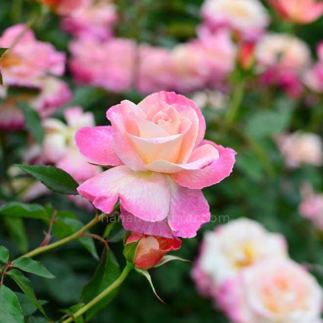 バラ エイプリル イン パリ｜花の手帖の薔薇図鑑