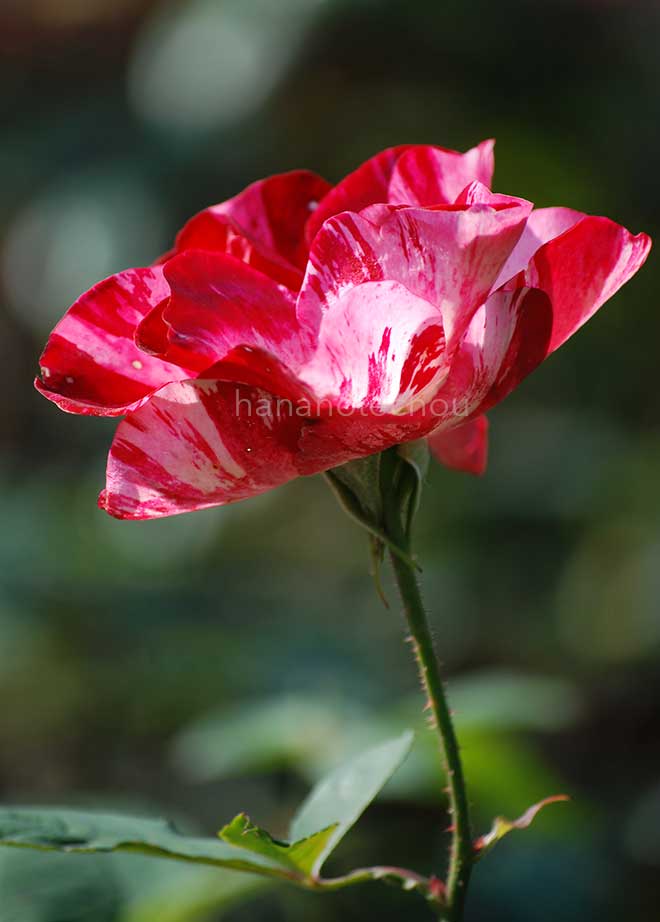 バラ アラベスク｜花の手帖の薔薇図鑑
